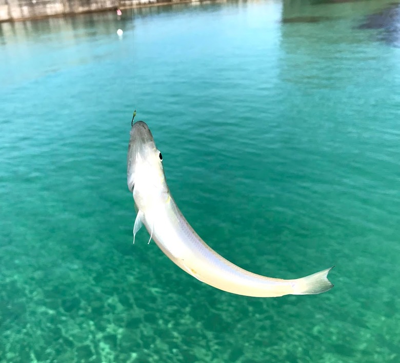 シロギス　釣り　ちょい投げ　