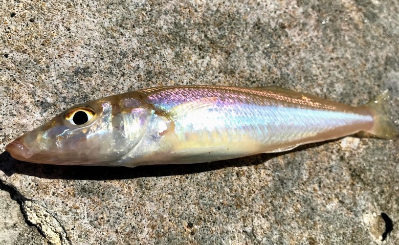 シロギス　釣り　ちょい投げ　
