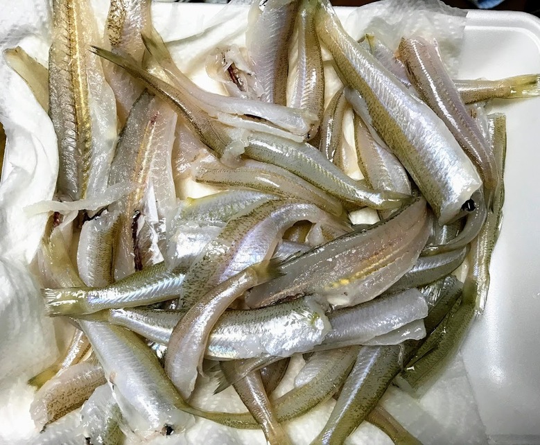 シロギス　釣り　ちょい投げ　食べ方
