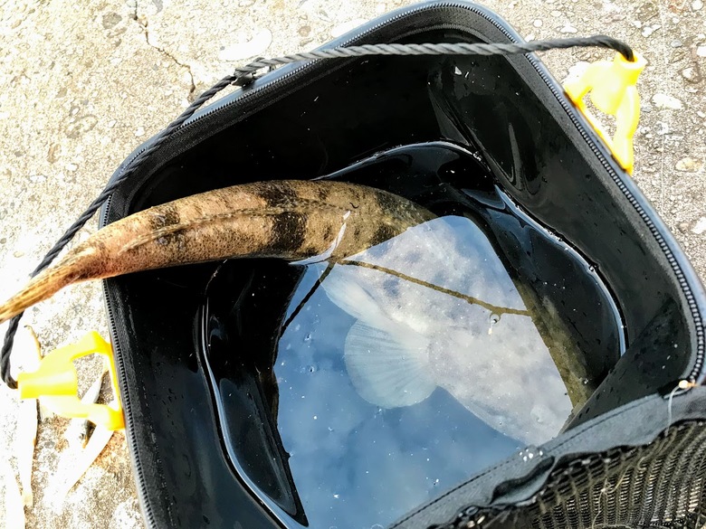 メタルマル　ルアー　釣り　マゴチ　浜田