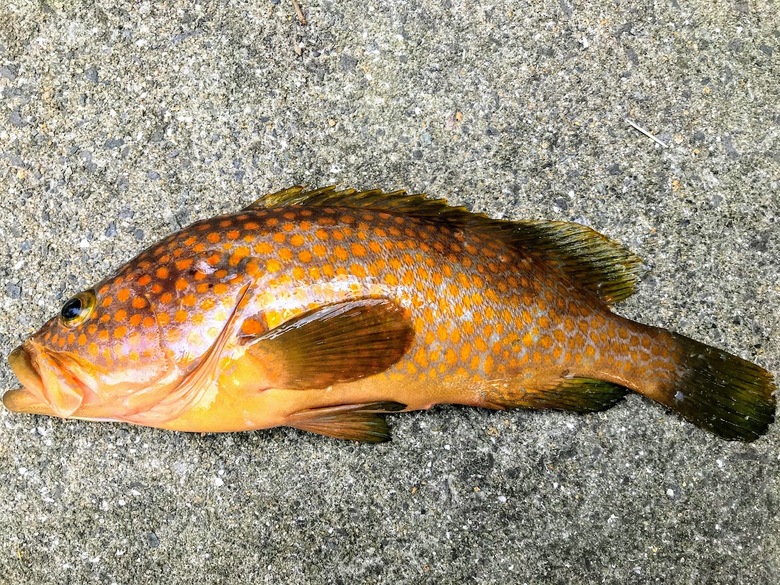 メタルマル　ルアー　釣り　アコウ　キジハタ　浜田