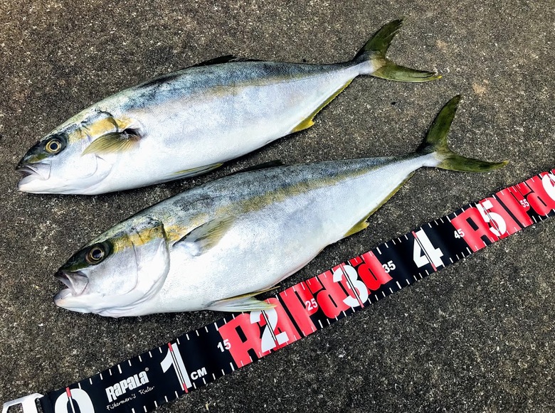 メタルマル　ルアー　釣り　ヒラマサ　浜田　ショアジギング