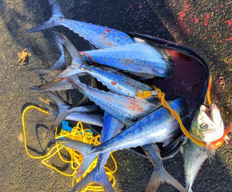 メタルマル　ルアー　釣り　サゴシ　サワラ　ショアジギング