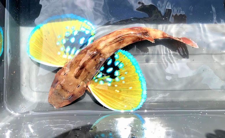 必殺ルアー メタルマル で珍魚 ホウボウ を釣る冒険 沖縄冒険日誌 しままや 必殺ルアー メタルマル で珍魚 ホウボウ を釣る冒険 沖縄冒険日誌 しままや