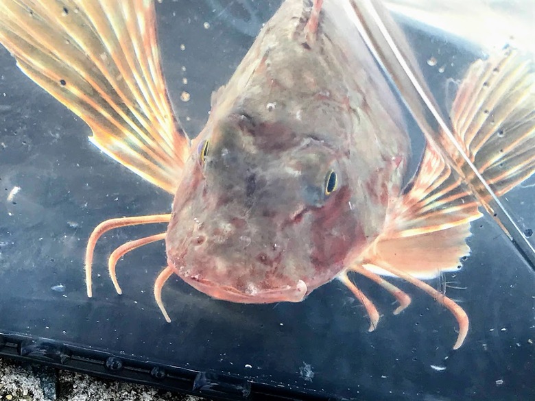 必殺ルアー メタルマル で珍魚 ホウボウ を釣る冒険 沖縄冒険日誌 しままや 必殺ルアー メタルマル で珍魚 ホウボウ を釣る冒険 沖縄冒険日誌 しままや