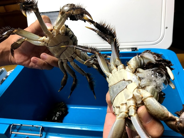 モクズガニ　カニ網　アウトドア
