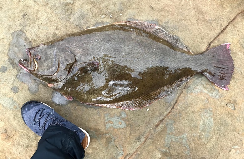 ヒラメ　釣り　座布団　サーフ　泳がせ　ルアー　フラットフィッシュ