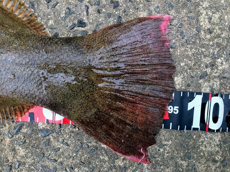 ヒラメ　釣り　座布団　サーフ　泳がせ　ルアー　フラットフィッシュ