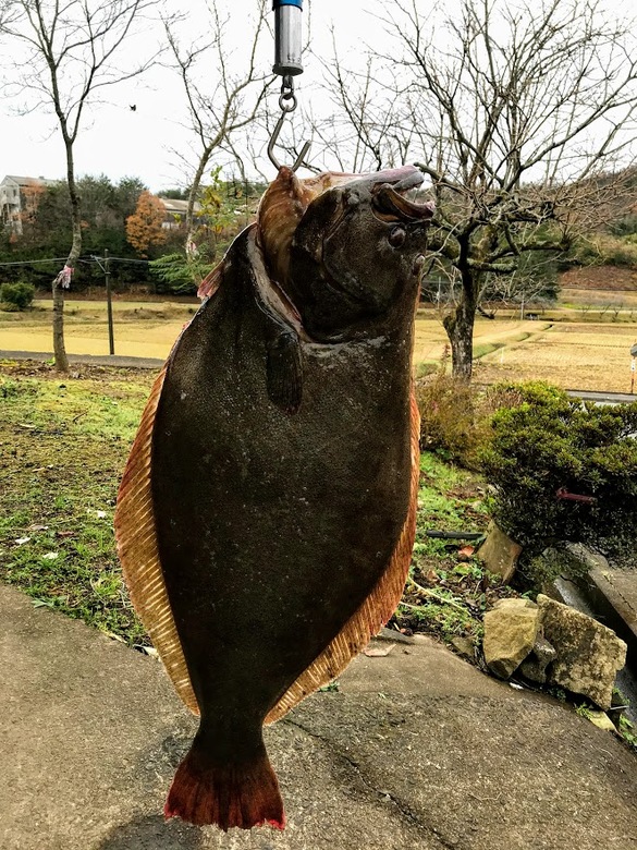 ヒラメ　釣り　座布団　サーフ　泳がせ　ルアー　フラットフィッシュ