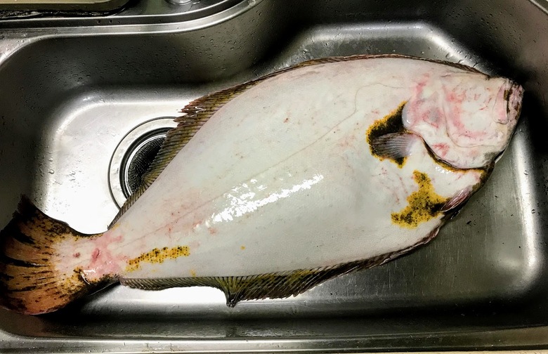 ヒラメ　釣り　座布団　サーフ　泳がせ　ルアー　フラットフィッシュ