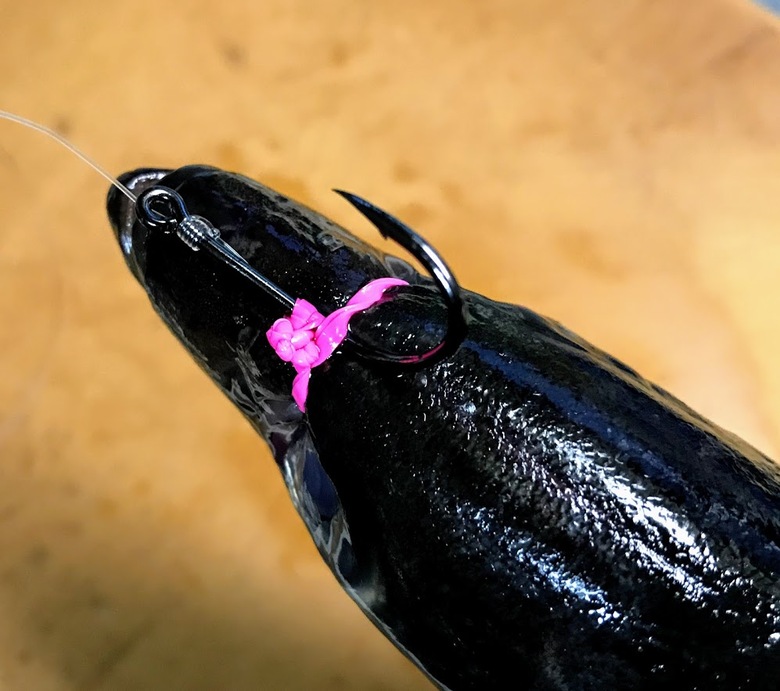 泳がせ　釣り　目通し