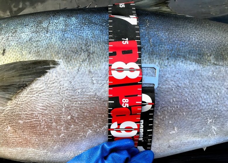 ヒラマサ　ロックショア　釣り　泳がせ　ショアジギング　ルアー