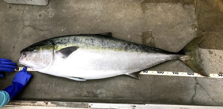 ヒラマサ　ロックショア　釣り　泳がせ　ショアジギング　ルアー