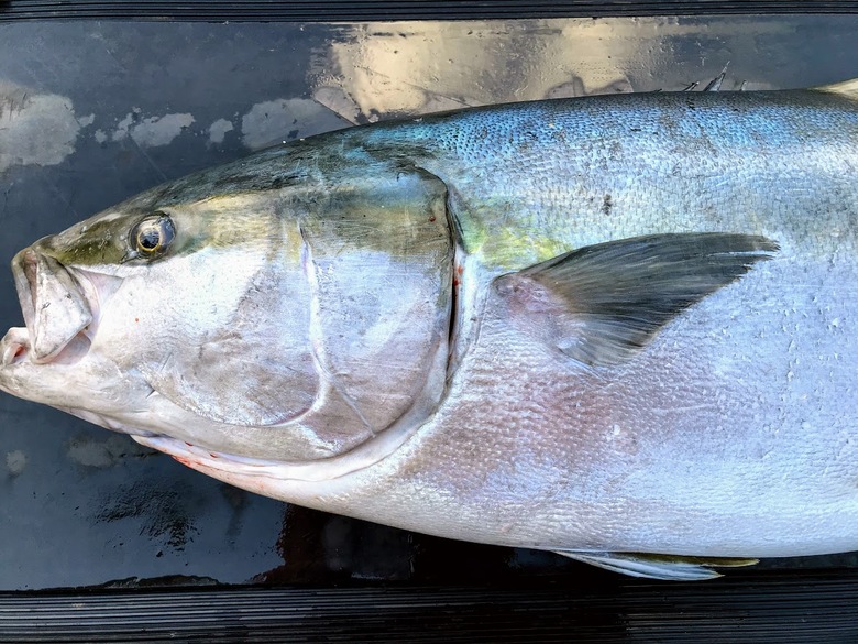 オカッパリからの泳がせ釣りで 135センチ 26 9キロのヒラマサ を仕留めた冒険 沖縄冒険日誌 しままや