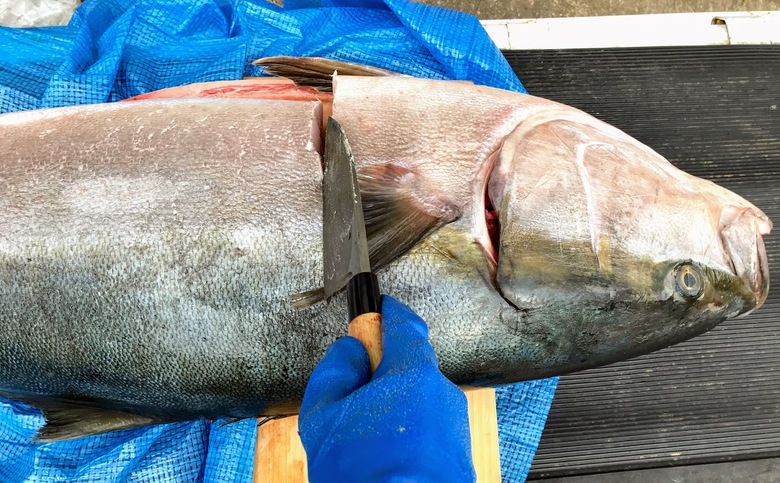 ヒラマサ　ロックショア　釣り　泳がせ　ショアジギング　ルアー