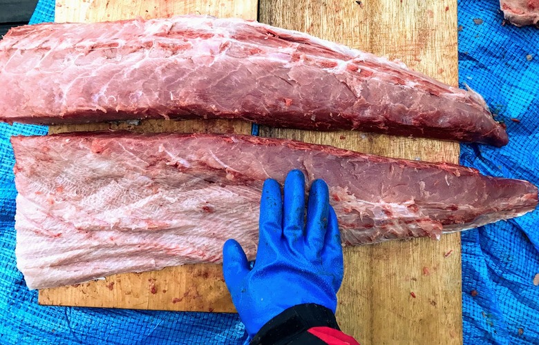 ヒラマサ　ロックショア　釣り　泳がせ　ショアジギング　ルアー