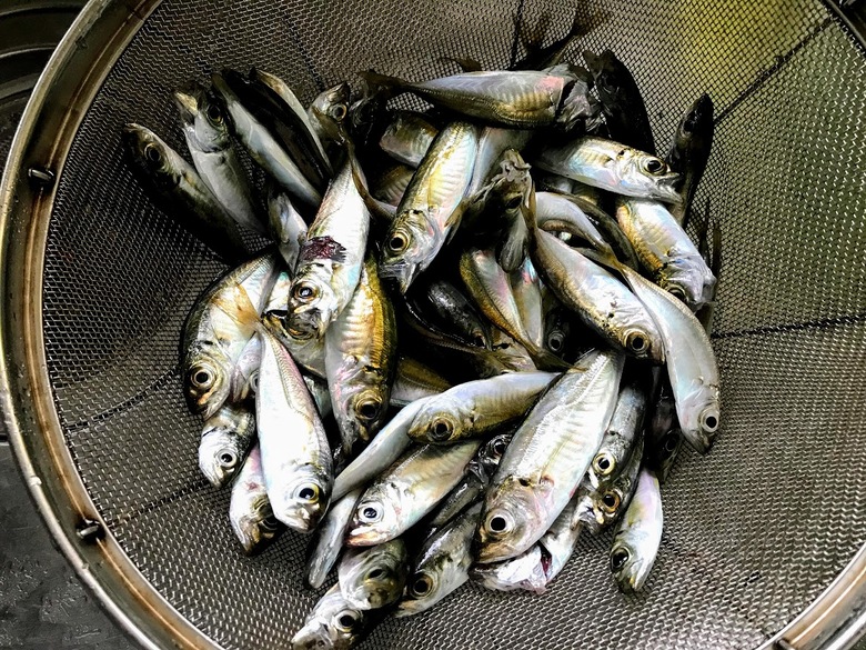 アジ　サビキ　釣り　堤防　アウトドア