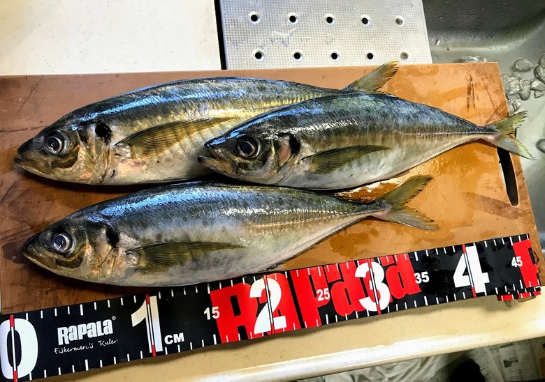 アジ　アジング　釣り　サビキ　かご釣り
