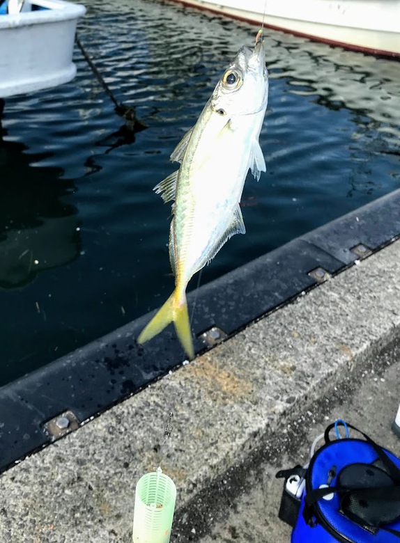 アジ　アジング　釣り　サビキ　かご釣り