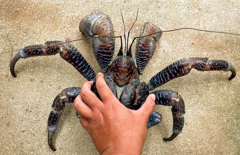 世界最大の巨大ヤドカリ ヤシガニ を探す冒険 沖縄冒険日誌 しままや 世界最大の巨大ヤドカリ ヤシガニ を探す冒険 沖縄冒険日誌 しままや