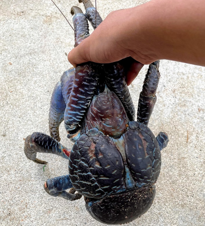 世界最大の巨大ヤドカリ ヤシガニ を探す冒険 沖縄冒険日誌 しままや 世界最大の巨大ヤドカリ ヤシガニ を探す冒険 沖縄冒険日誌 しままや