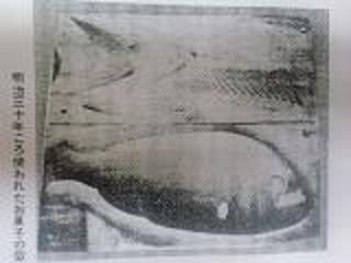 f:id:shimamukwansei:20100112125925j:image:left