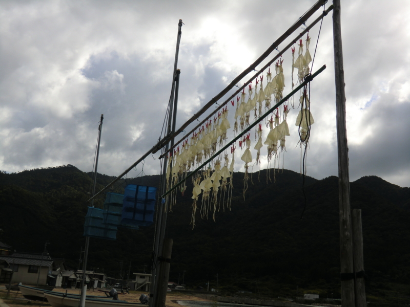 f:id:shimamukwansei:20130113211806j:image:w360:left