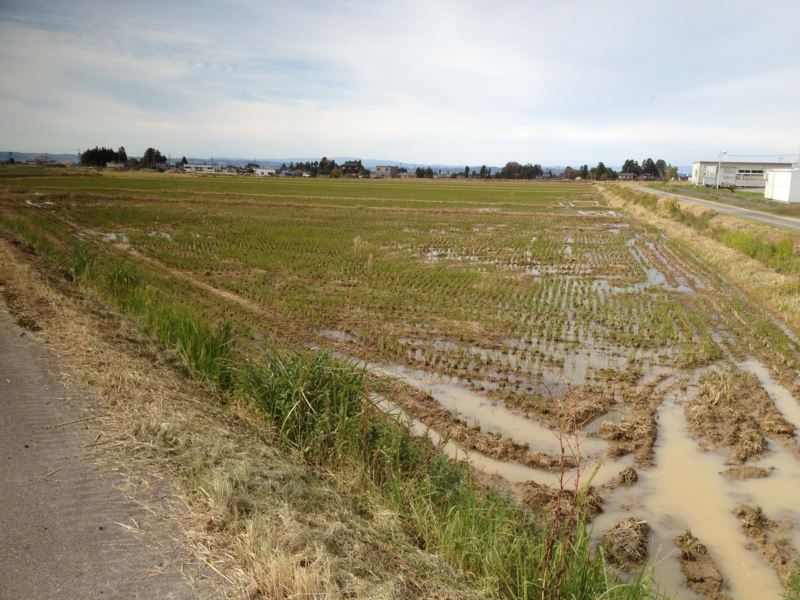 f:id:shimamukwansei:20140120175432j:image:left