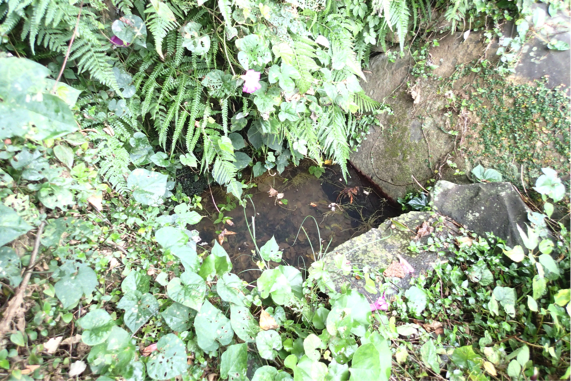 f:id:shimamukwansei:20160219001725p:image:w640