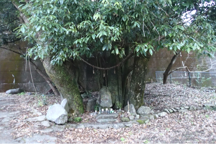 f:id:shimamukwansei:20160219001728p:image:w640