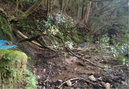 f:id:shimamukwansei:20160219205809p:image:w640