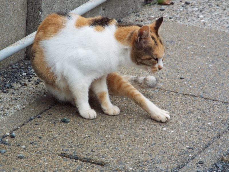 f:id:shimamukwansei:20180110182805j:image