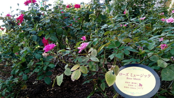 宮殿風バラ園の東雲公園 高潔な 東雲薔薇回廊 を散歩 大阪府堺市堺区 シマのブログ 宮殿風バラ園の東雲公園 高潔な 東雲薔薇回廊 を散歩 大阪府堺市堺区 シマのブログ