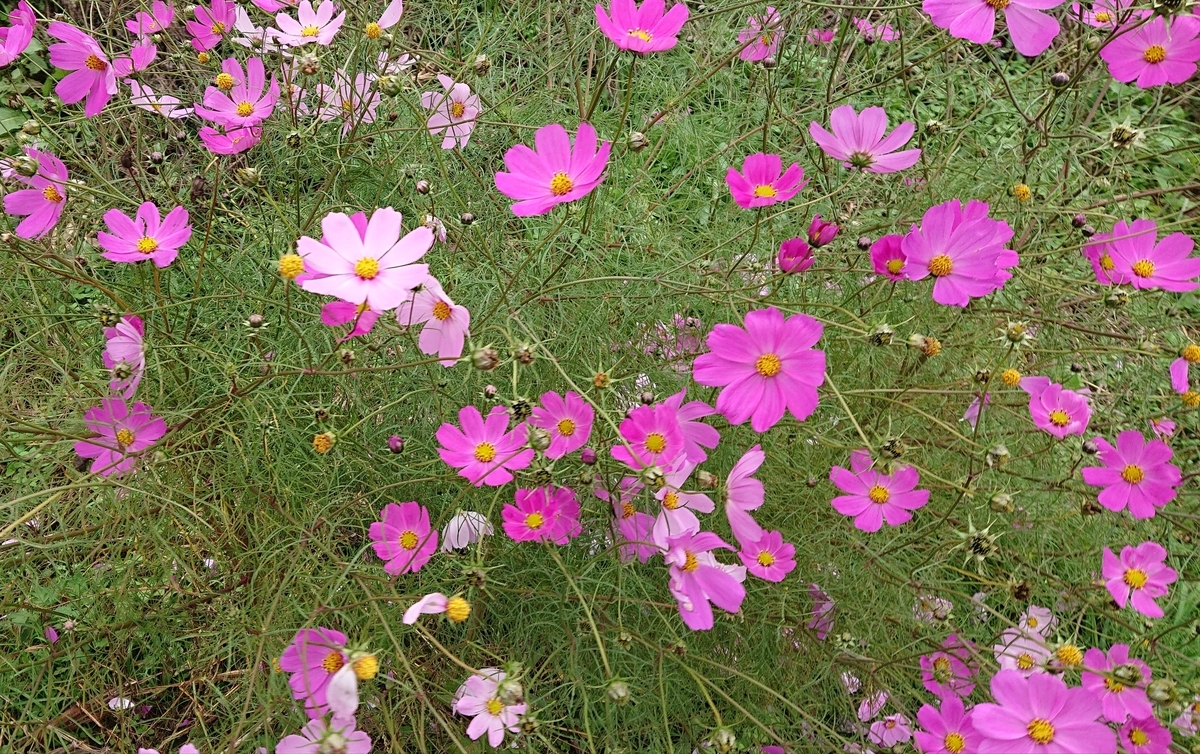 f:id:shimap182:20201013103216j:plain