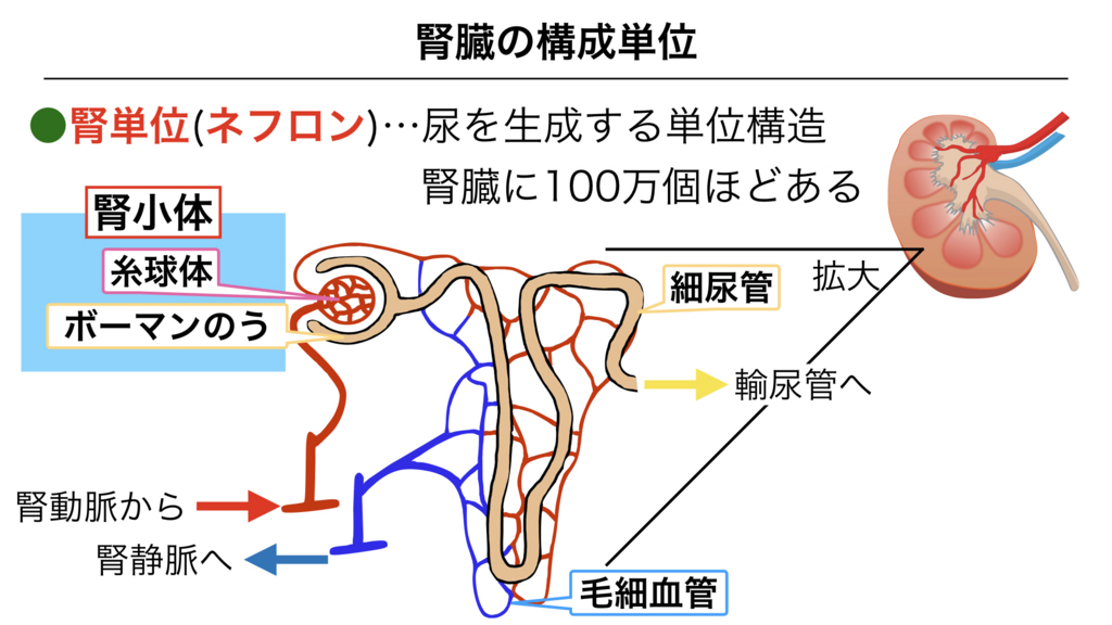 腎小体 Renal Corpuscle Japaneseclass Jp