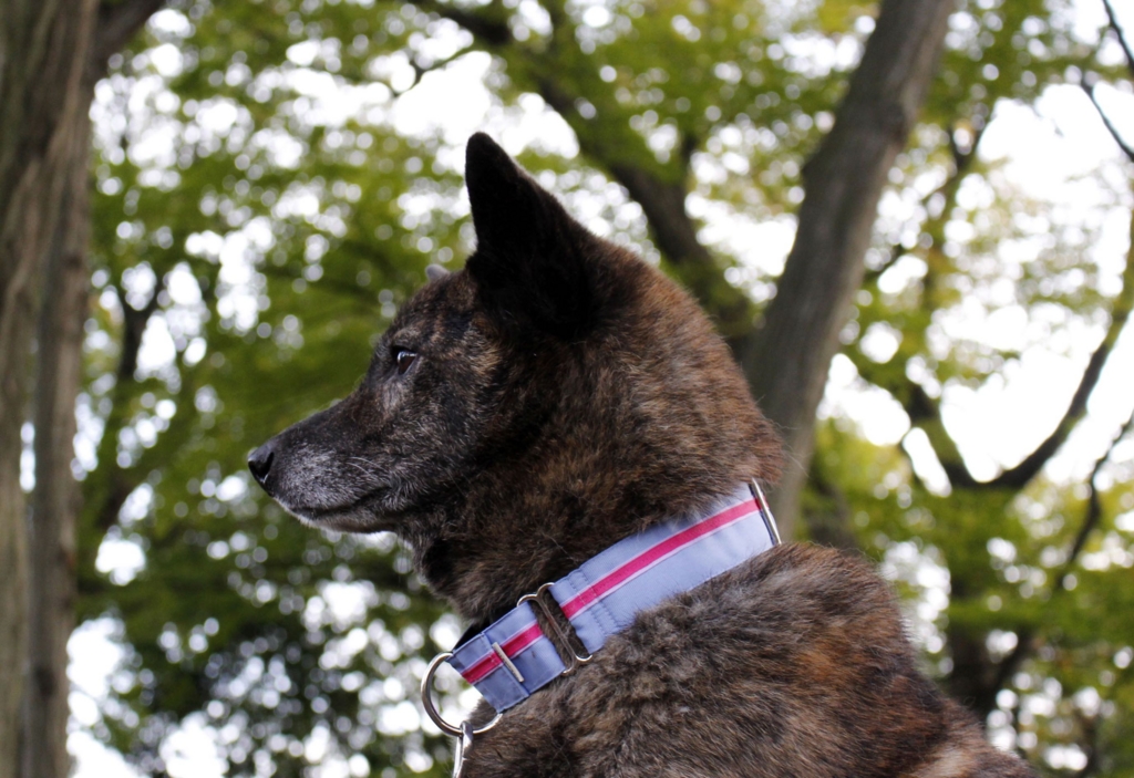 甲斐犬の虎毛に映える首輪の色って しましまオフィス