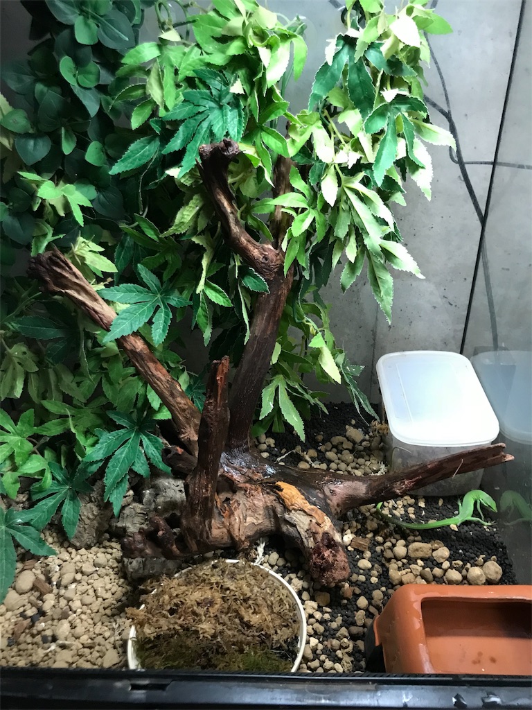 サキシマカナヘビ 飼育 人気のある画像を投稿する