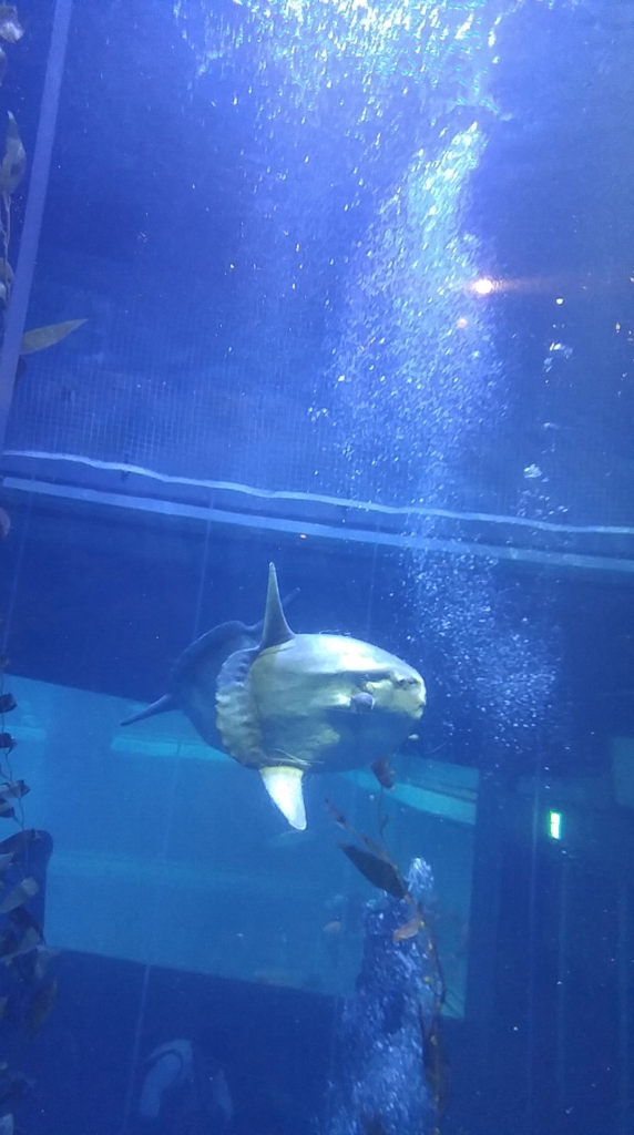 f:id:shimausj:20160711132220j:plain f:id:shimausj:20160711132220j:plain