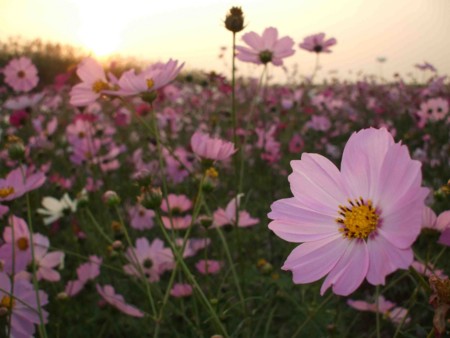 f:id:shimeji49:20081020164700j:image