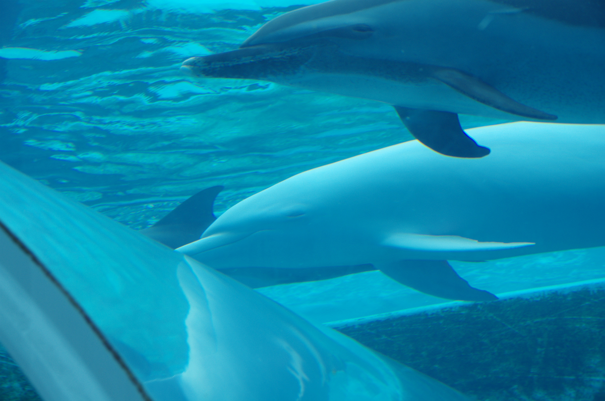 f:id:shimesaba4031:20200103231657j:plain f:id:shimesaba4031:20200103231657j:plain