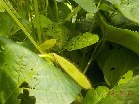 クロマメの鞘が見えてきました - 趣味と実益の野菜作り日記2 Hatena Blog版