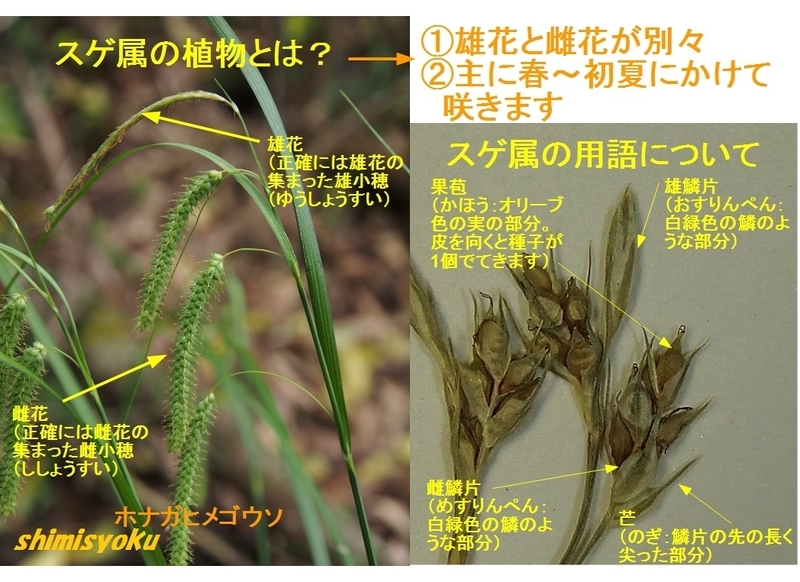 初夏と言えばスゲでしょ！－導入編－ - 身近な自然もいいね！