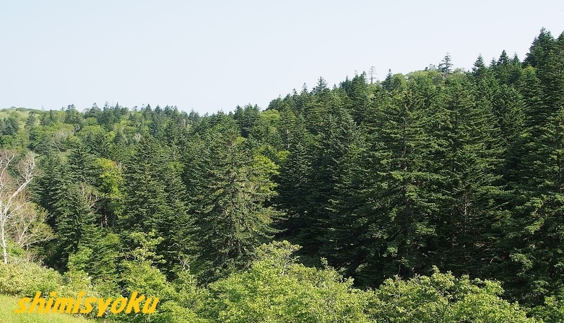 北海道宗谷丘陵 その4 常緑針葉樹林編 身近な自然もいいね