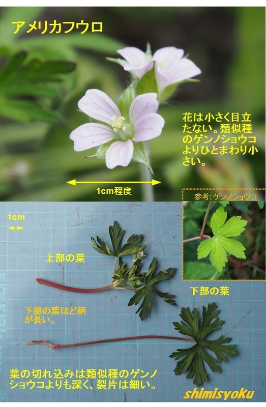 麦畑のロゼット 15 アメリカフウロ 身近な自然もいいね 麦畑のロゼット 15 アメリカフウロ 身近な自然もいいね