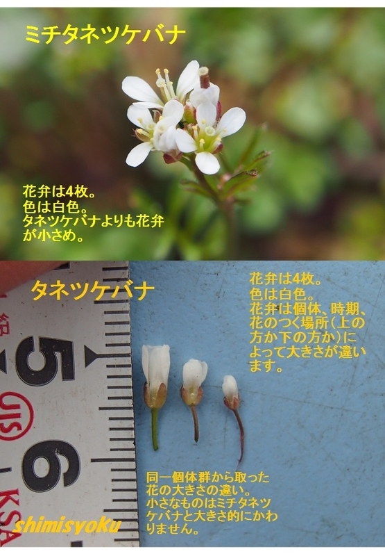 イメージ 5