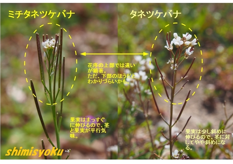 イメージ 6