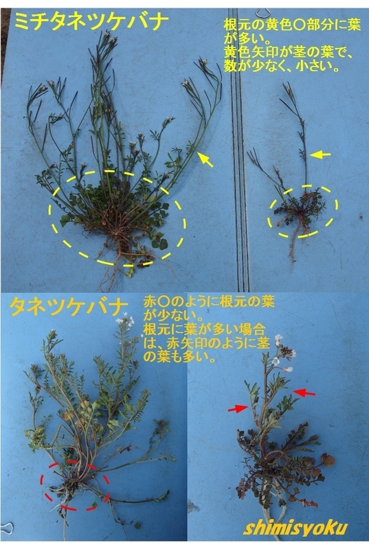 イメージ 7