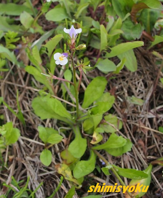 春の畦に咲く植物 41 トキワハゼ 身近な自然もいいね 春の畦に咲く植物 41 トキワハゼ 身近な自然もいいね