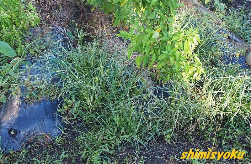 畑の雑草 8 オヒシバ 身近な自然もいいね