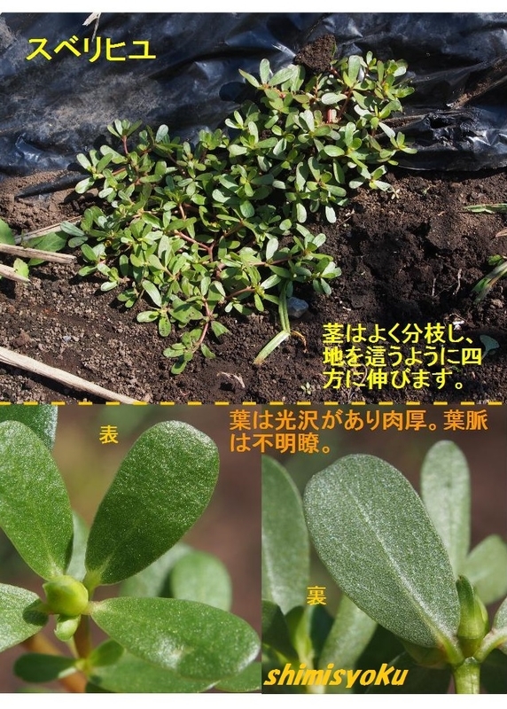 イメージ 4